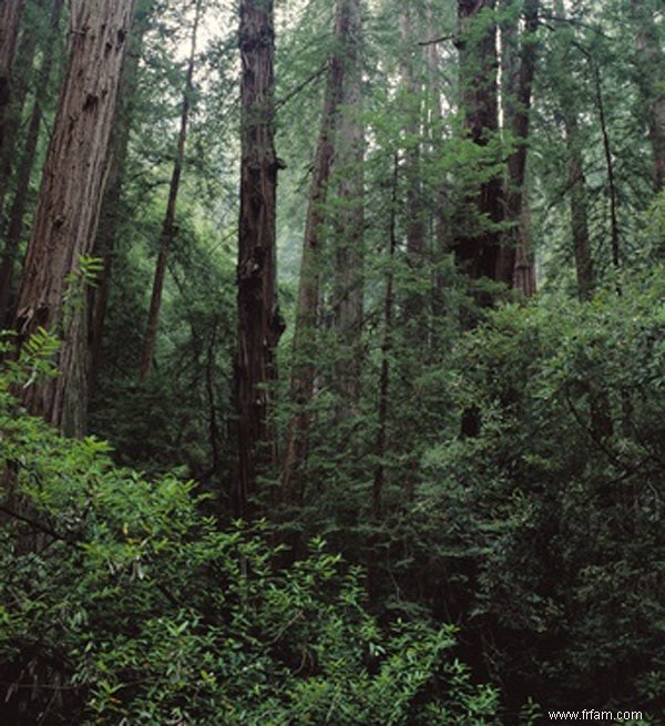 Les forêts sombres inhibent l avancée des plantes thermophiles 