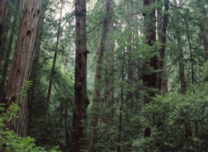 Les forêts sombres inhibent l avancée des plantes thermophiles 