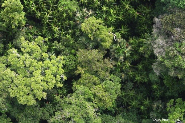 La forêt amazonienne pas si diversifiée 