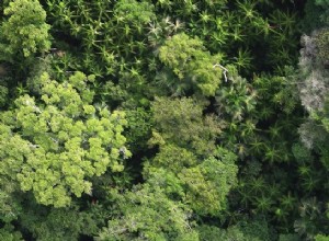 La forêt amazonienne pas si diversifiée 