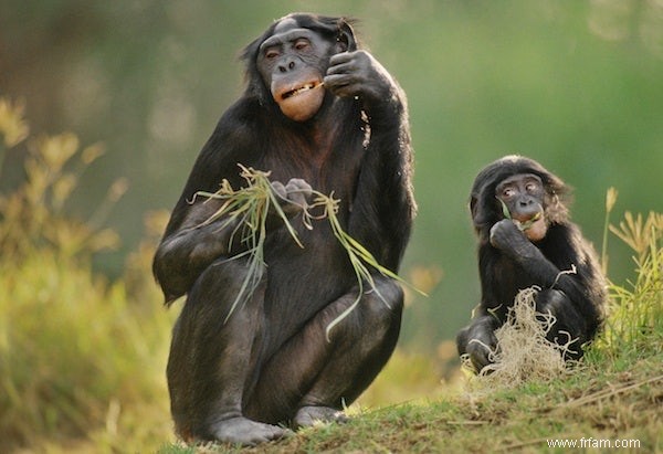 Les bonobos ressentent de l empathie 