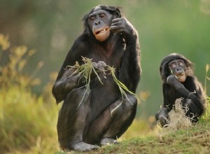 Les bonobos ressentent de l empathie 