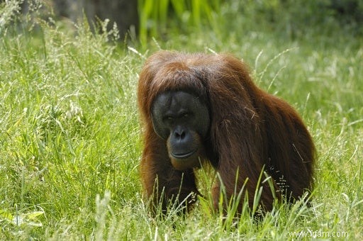 Les orangs-outans planifient leur voyage 