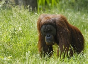 Les orangs-outans planifient leur voyage 