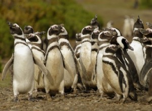 Les bébés pingouins meurent à cause du changement climatique 