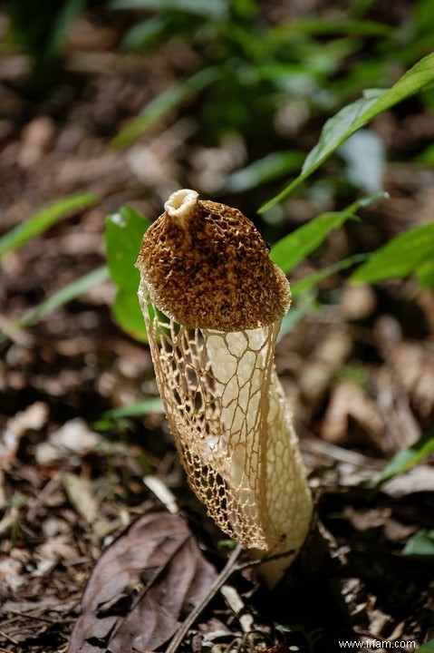 Les champignons protègent la richesse des espèces tropicales 