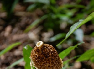 Les champignons protègent la richesse des espèces tropicales 