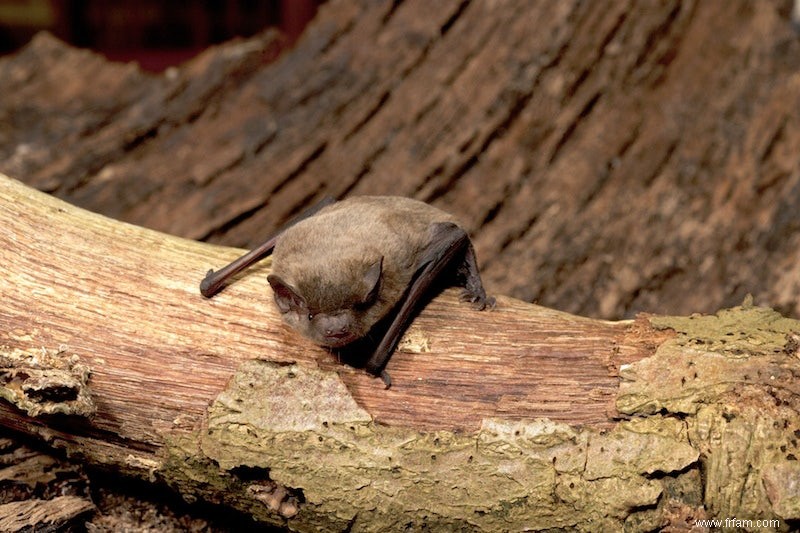 Une chauve-souris pygmée traverse la mer du Nord 