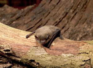 Une chauve-souris pygmée traverse la mer du Nord 