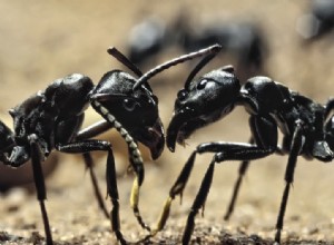 Les phéromones anciennes gardent la reine au pouvoir 