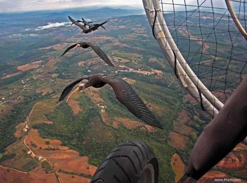 C est ainsi que les oiseaux volent en formation en V 