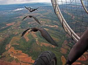 C est ainsi que les oiseaux volent en formation en V 