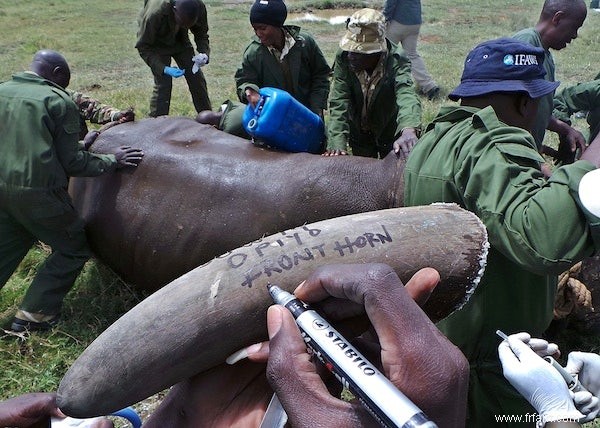 Les premiers rhinocéros micropucés du Kenya 