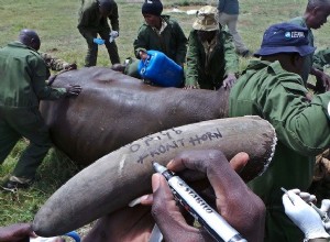 Les premiers rhinocéros micropucés du Kenya 