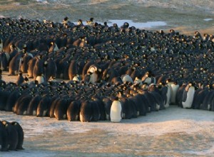 Pingouins dans un embouteillage 