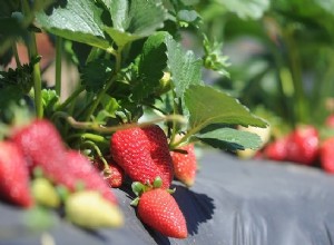 Besoin d abeilles pour des fraises réussies 