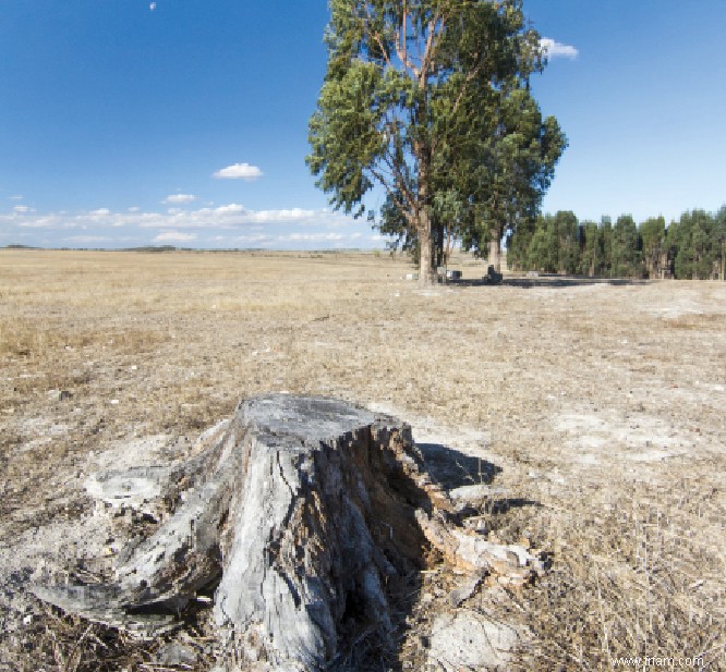 Déforestation : Google Forest  met le doigt sur la plaie 