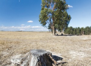 Déforestation : Google Forest  met le doigt sur la plaie 