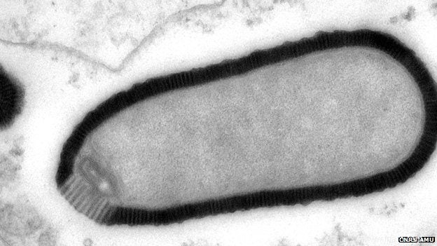 Virus de nouveau actif après 30 000 ans 