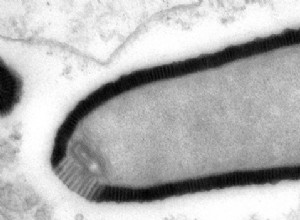 Virus de nouveau actif après 30 000 ans 