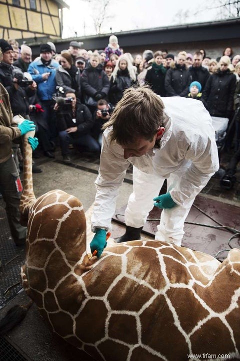 L euthanasie des animaux  superflus  aussi avec nous 