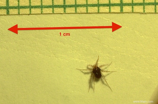 L acarien est l animal terrestre le plus rapide du monde 