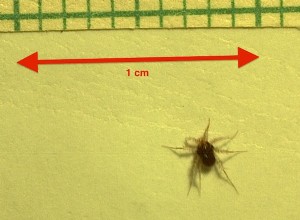 L acarien est l animal terrestre le plus rapide du monde 