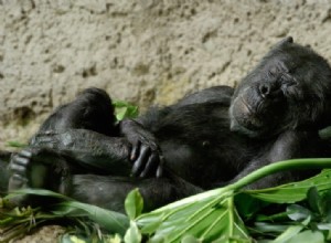 Les chimpanzés préfèrent un lit ferme 