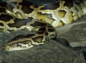 Les Pythons ont un GPS intégré 