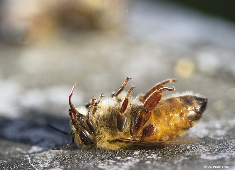 Il n y a pas que les abeilles qui souffrent des pesticides 