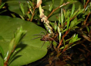 Pêcheurs à huit pattes 