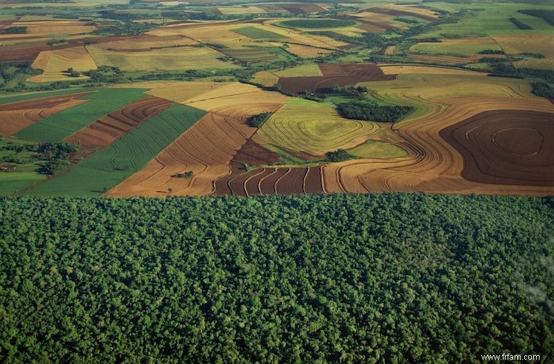 Plus de forêt tropicale et plus d agriculture :c est possible 