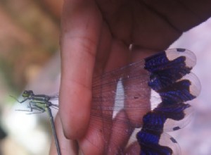 Un Belge découvre de nouvelles espèces dans une forêt de nuages ​​menacée 