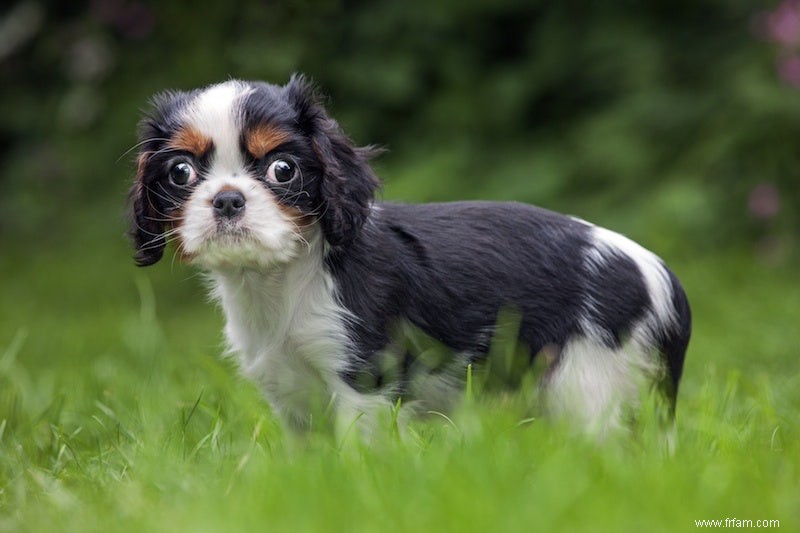 Malade comme un chien de race 