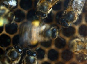 Écouter avec les abeilles 