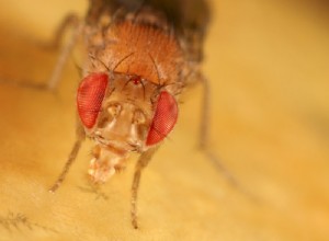 Les papilles gustatives affectent la longévité 