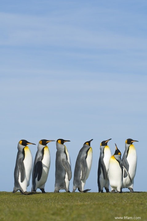 Les poussins de pingouins ont suivi 