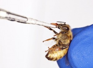 abeilles obèses 