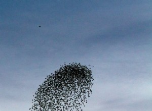 Un troupeau d étourneaux prend une décision dans le mouvement des vagues 