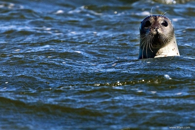 Chasse aux phoques lors d une chasse aux moulins à vent 