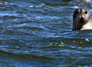 Chasse aux phoques lors d une chasse aux moulins à vent 