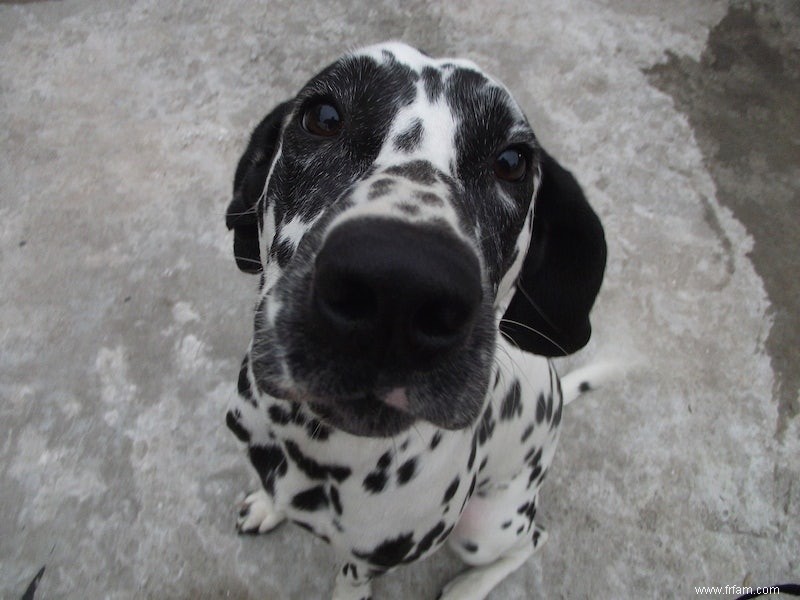 Animaux avec un visage de bébé 