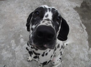 Animaux avec un visage de bébé 