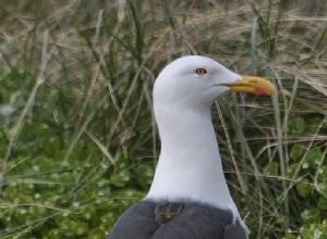 La vie secrète des oiseaux 