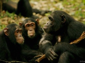 La langue des signes des chimpanzés 