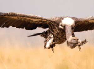 Le vautour laisse l aigle faire tout le travail 