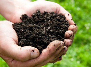 Le changement climatique alimente les bactéries du sol 