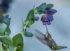 La dent sucrée du royaume des oiseaux 