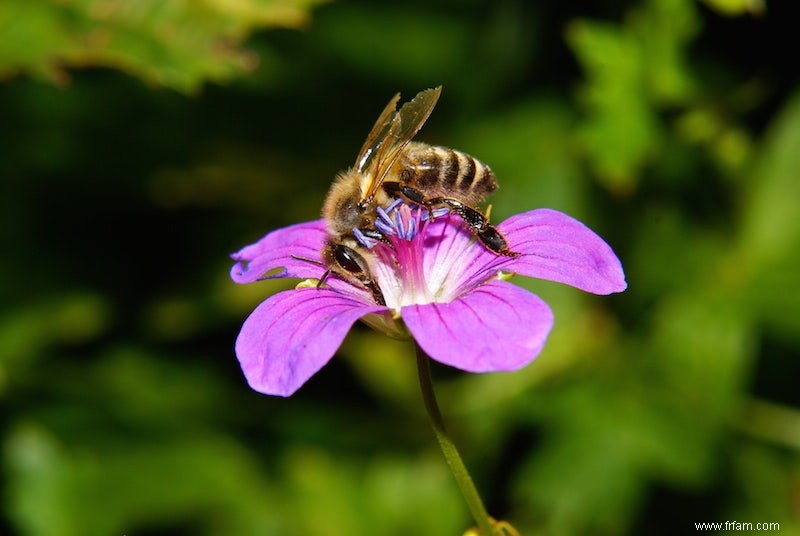 L abeille mellifère vient d Asie 