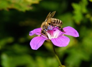 L abeille mellifère vient d Asie 